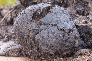 White rhino dung ball