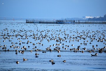琵琶湖に飛来した無数の鴨と琵琶湖大橋