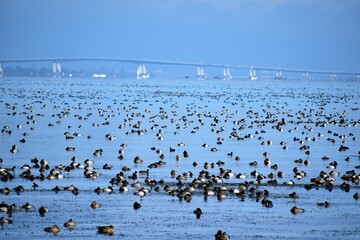 琵琶湖に飛来した無数の鴨と琵琶湖大橋