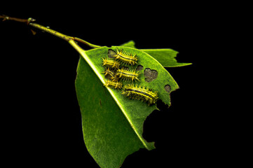 The caterpillars are gnawing at the leaves with a black background.