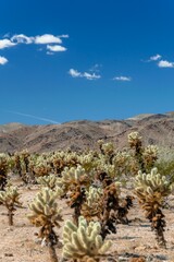 kaktusy park narodowy - obrazy, fototapety, plakaty