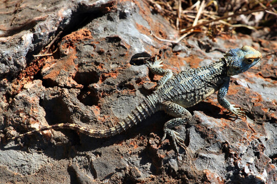 Roughtail Rock Agama, or Stellagama stellio lizard on a rock, Turkey