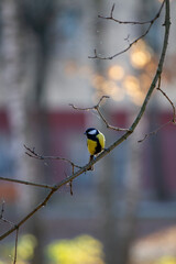 titmouse on a branch