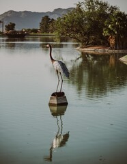 great heron in the water