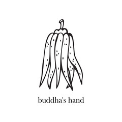 Vector illustration of the Buddha fruit. Exotic fruits.