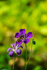Iberian Geranium. bee pollinates a wild purple flower