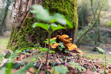 mushrooms among leaves in autumn
