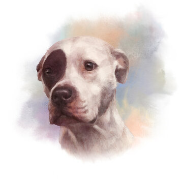 Portrait of White Argentine Dogo Dog on watercolor background. Cute head of white puppy. Drawing in realistic style. Hand drawing illustration. Animal art collection: Pets. Good for T shirt, pillow