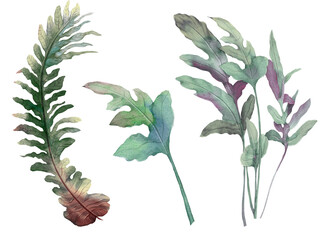 Watercolor tropical fern leave set isolated on white background © Арина Трапезникова