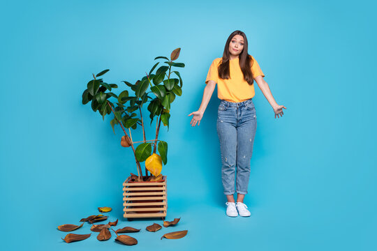 Photo Of Funny Funky Young Lady Wear Yellow T-shirt Shrugging Shoulder Dried Office Plant Isolated Blue Color Background