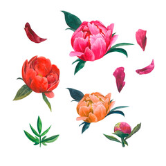 A set of  watercolor flowers- rose and red peony composition with petals on white background, stylish and transparent, perfect for cards, postcards, wrappers, wedding events, decoration 