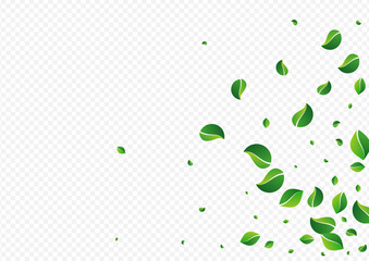 Mint Leaves Motion Vector Transparent Background.