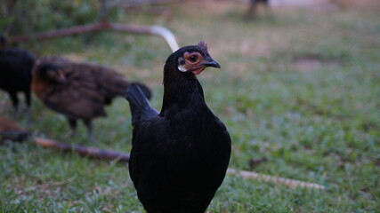 The beauty of the black hen