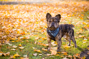 Brindle French Bulldog in the autumn park against the background of fallen leaves. Selective focus