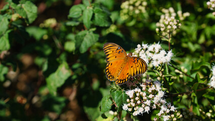 Butterflies