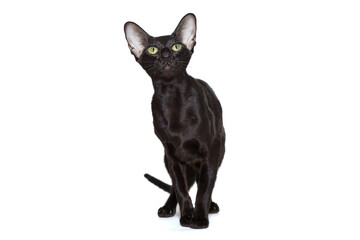 Black oriental cat stands