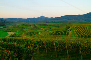 Naklejka premium Weinberge Reben Herbst