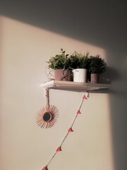 plant on the wall