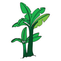 simple hand drawn banana tree without banana fruit