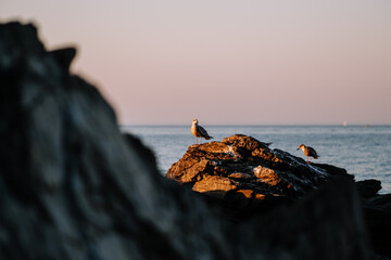 Bird watching the sunset
