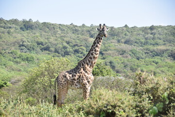 Giraffe in Arusha National Park on the lower slopes of Mount Meru, Tanzania, Africa