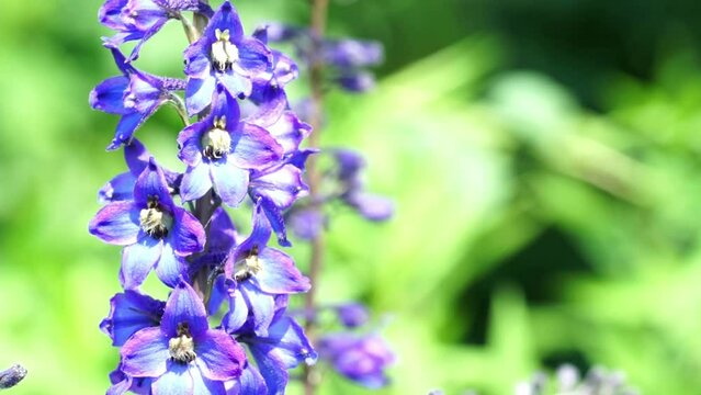 Blue delphinium or larkspur is annual and perennial flowering plants in family Ranunculaceae. Сoncept of gardening and summer flowers.