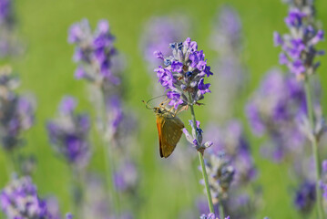 Large Skipper butterfly (Ochlodes sylvanus) perched on lavender plant in Zurich, Switzerland