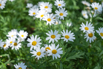 Fototapeta premium White daisy flowers on winter days.
