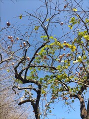 これは日本の自然の風景です。