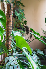 Coco coir pole is a sporting pole for potted plant creepers to grow in-door as well as out-door...
