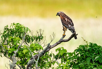 Cooper's Hawk sitting on a branch searching for food. - 542974458