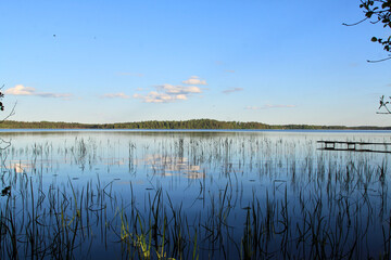 Summer view on a lake with some reed and a wooden pier surrounded by the forest. Selective focus