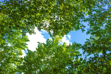 Green foliage of trees against blue sky and clouds. leaf background.