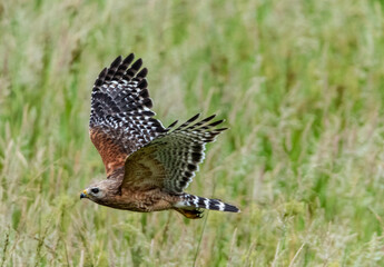Cooper's Hawk hunting the fields.