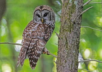 Barred Owl sits perched on a tree watching for prey. - 542975017