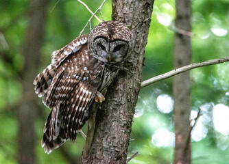 Barred Owl sits perched on a tree watching for prey. - 542975265