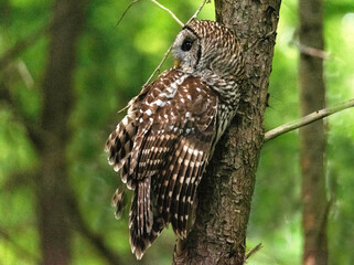 Barred Owl sits perched on a tree watching for prey. - 542975421