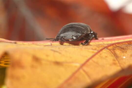 Macro photo of a female Dorcus parallelipipedus, or lesser stag beetle on a leaf.
