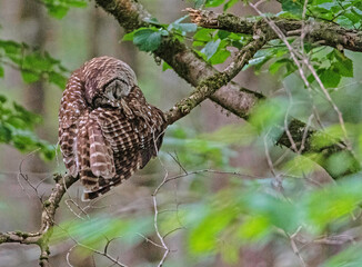 Barred Owl sits perched on a tree watching for prey. - 542975683