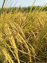 field of wheat