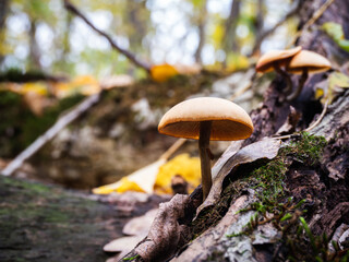 mushrooms in the forest