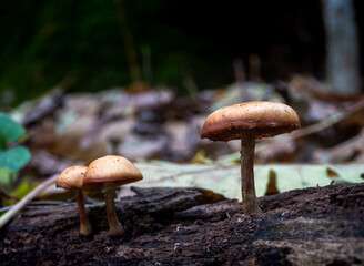 mushrooms in the forest
