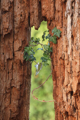 A close-up of a dead tree slowly taken over by Common Ivy
