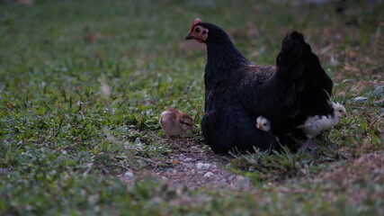 The hen protects the young