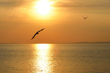 Fototapeta na wymiar Orange sunset with seagull over the ocean.