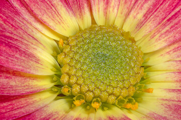 close up of red with yellow chrysanthemum