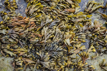Seaweed