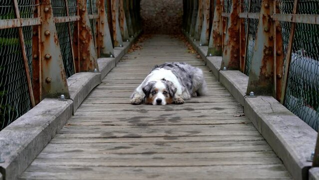 Australian Shepherd dog herding breed canine on a rusty old bridge doing trick training