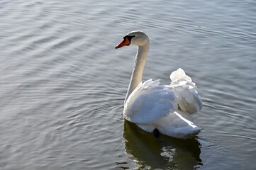Obraz premium White swan swims slowly on the lake 