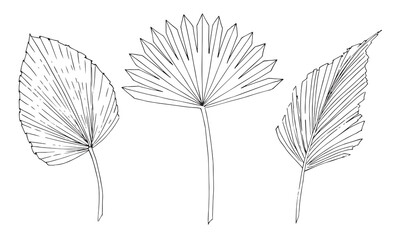 Palm tropical Leaf vector set. Hand drawn sketch of Exotic dry plant in outline style. Black ink line hand drawn art on isolated background